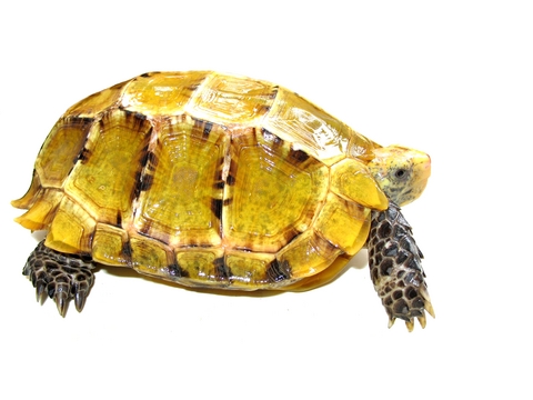 Impressed Tortoise For Sale, Impressed Tortoise For Sale Cheap, Impressed Tortoise For Sale Near Me, Impressed Tortoise For Sale Canada, Impressed Tortoise For Sale Uk, Impressed Tortoise For Sale Usa, Impressed Tortoise For Sale Europe, Baby Impressed Tortoise For Sale